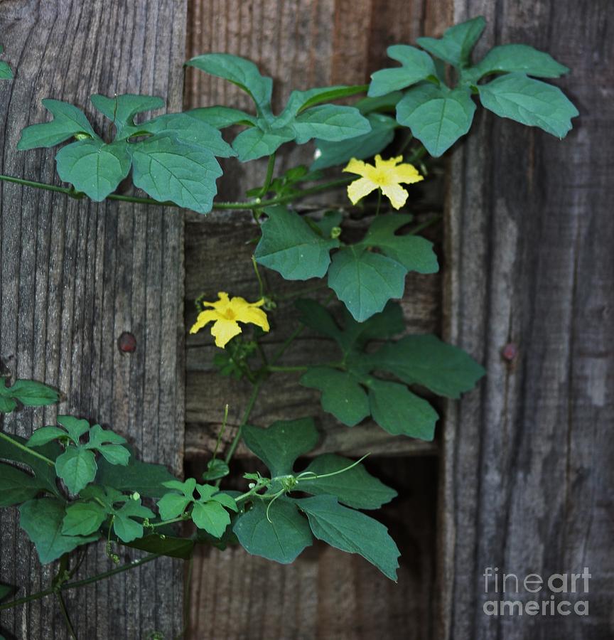 Creeping Vine Photograph by Craig Wood | Fine Art America