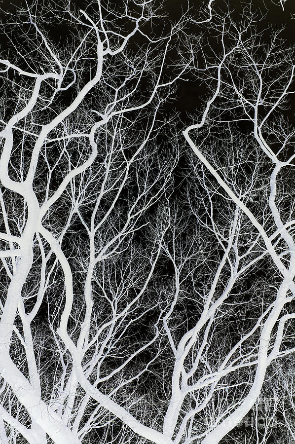Creepy Branches Photograph by David Lichtneker