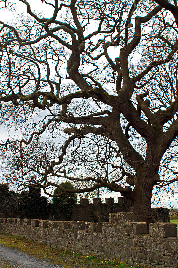 Creepy Castle Tree Photograph