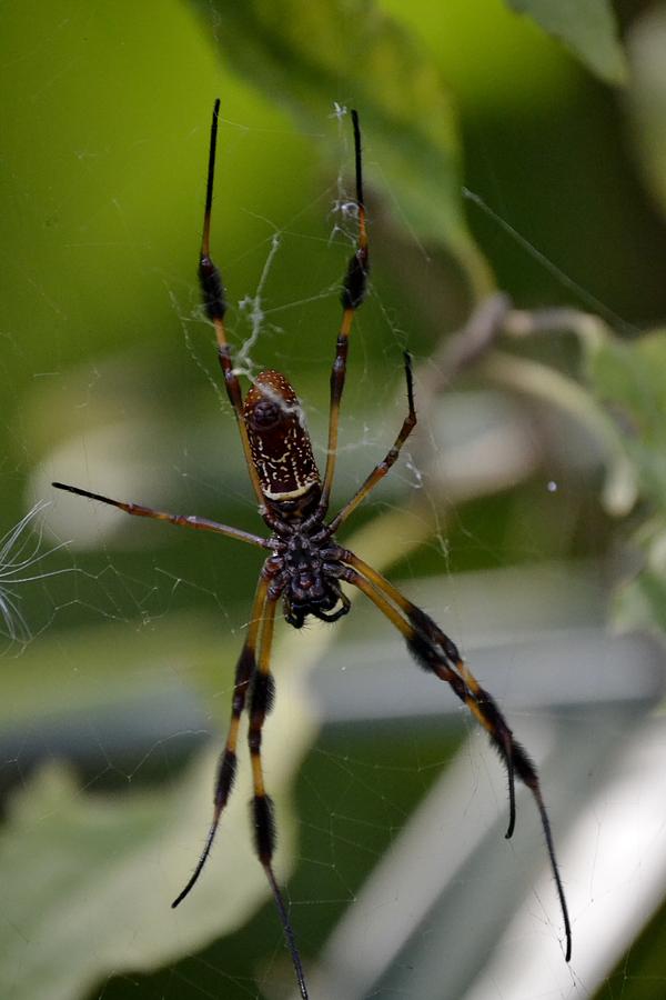 Spider Photograph - Creepy Crawler by Heather Galloway