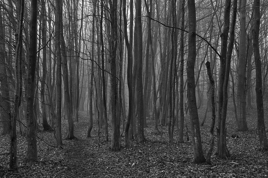 Creepy forest Photograph by Ivan Slosar