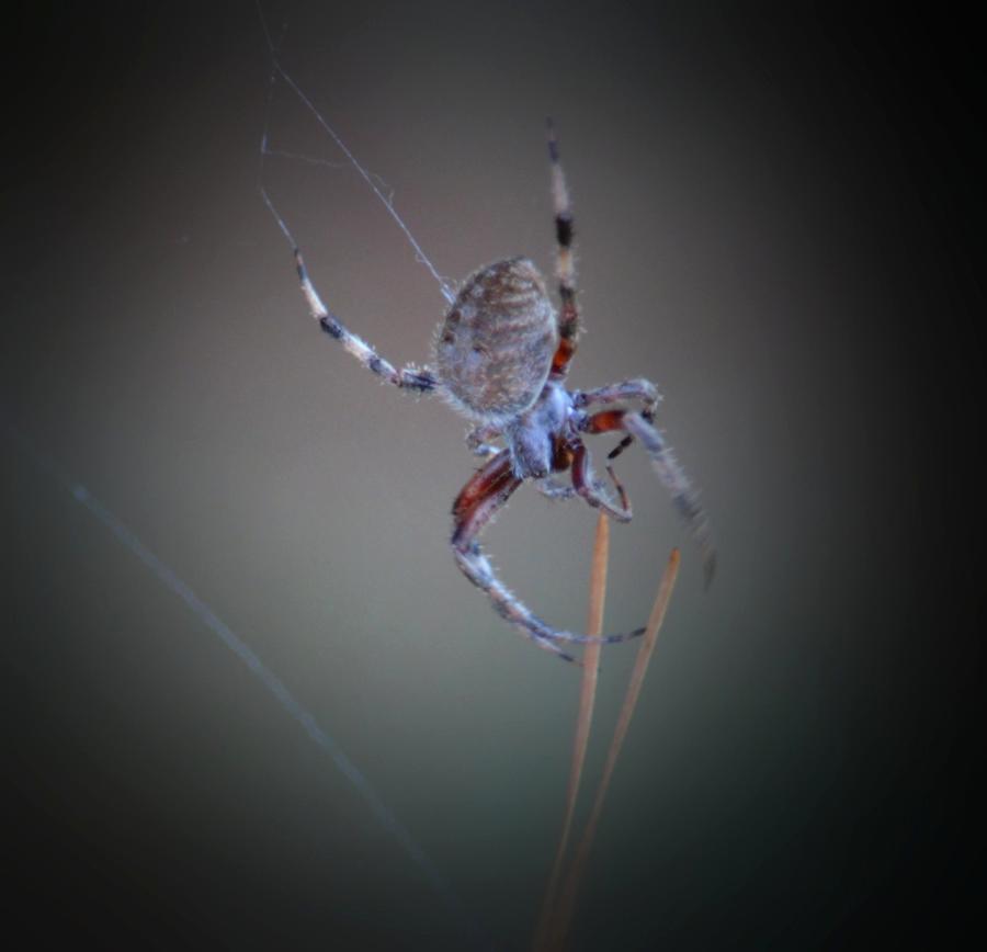 Creepy Garden Spider Photograph by Maria Urso