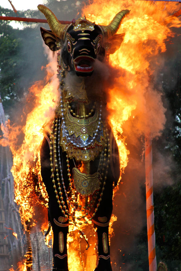  Balinese Burning Bull  Photograph by Venetia Featherstone-Witty
