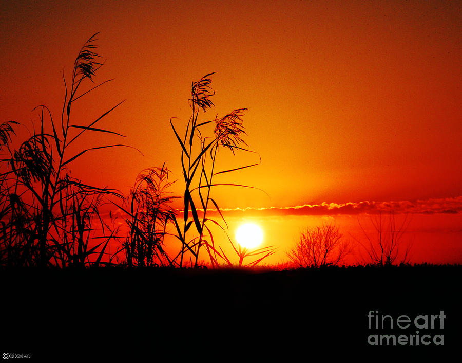 Creole Trail Sunset Photograph by Lizi Beard-Ward