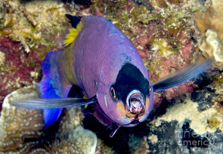 Creole Wrasse Photograph
