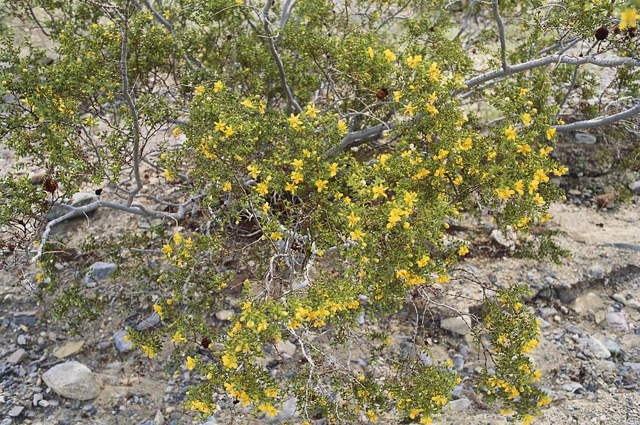 Creosote Bush Photograph by James Steinberg