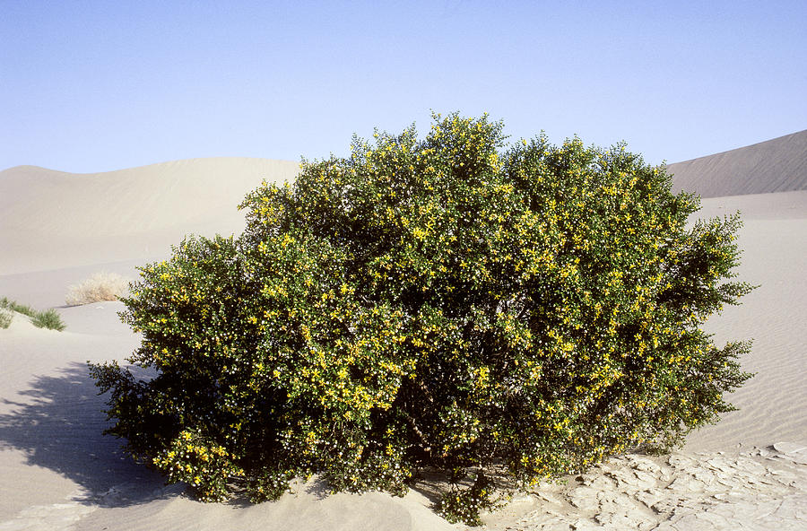 Creosote Bush Photograph by Robert J. Erwin