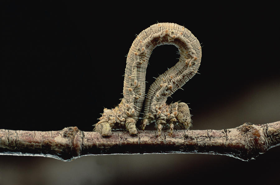 Animal Photograph - Creosotebush Caterpillar Inching by Mark Moffett