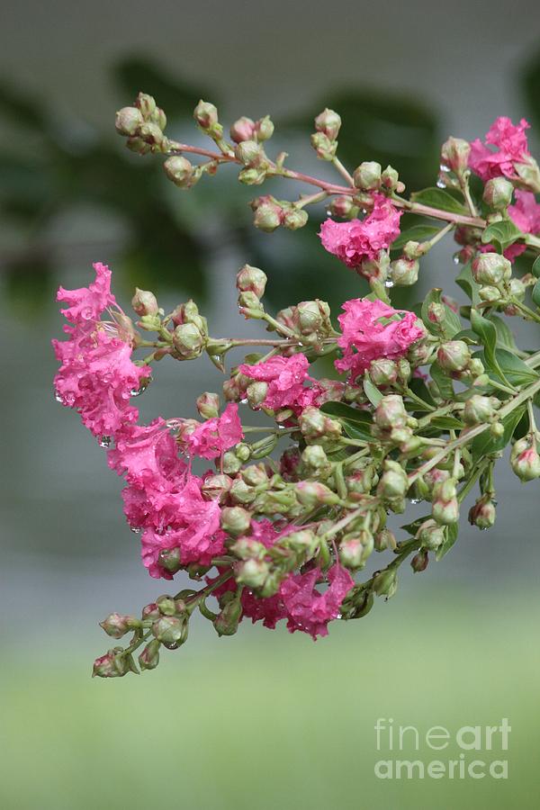 Crepe Myrtle After the Rain Photograph by Carol Groenen