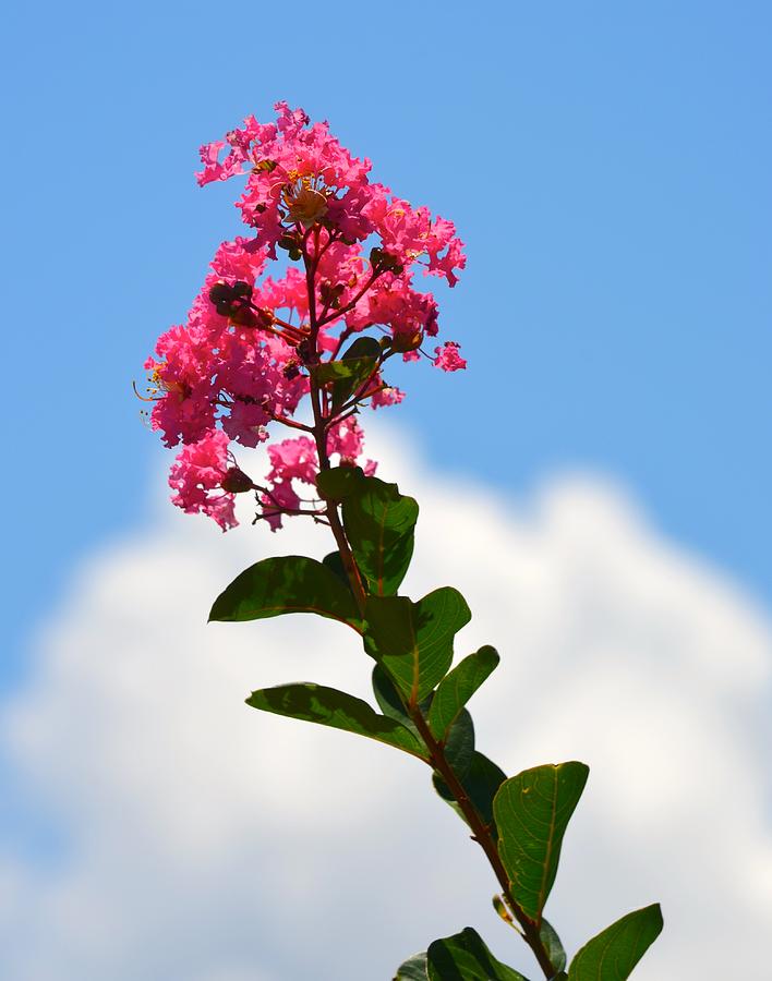 Crepe Myrtle against the Sky Photograph by Richard Bryce and Family