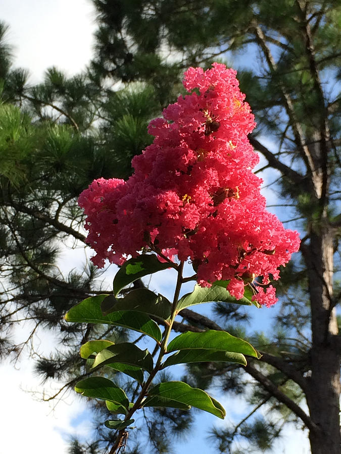 Crepe Myrtle And Mr. Pine Photograph