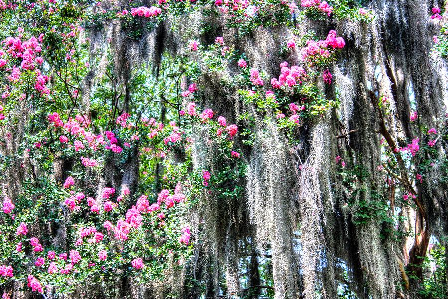 Crepe Myrtle and Spanish Moss Photograph by Lanita Williams