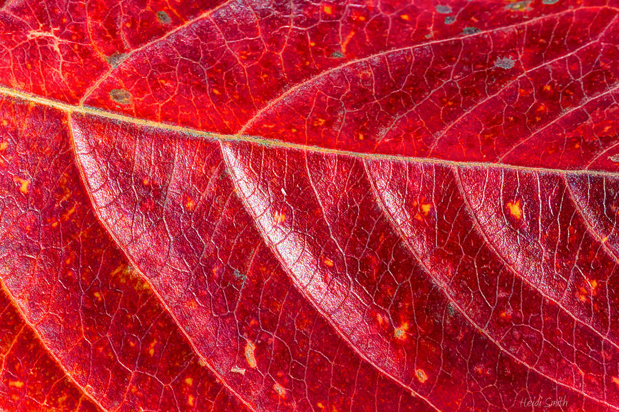 Crepe Myrtle Autumn Photograph by Heidi Smith