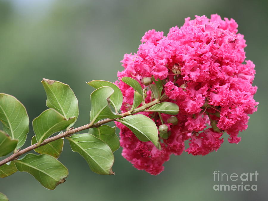 Crepe Myrtle Branch Photograph by Carol Groenen