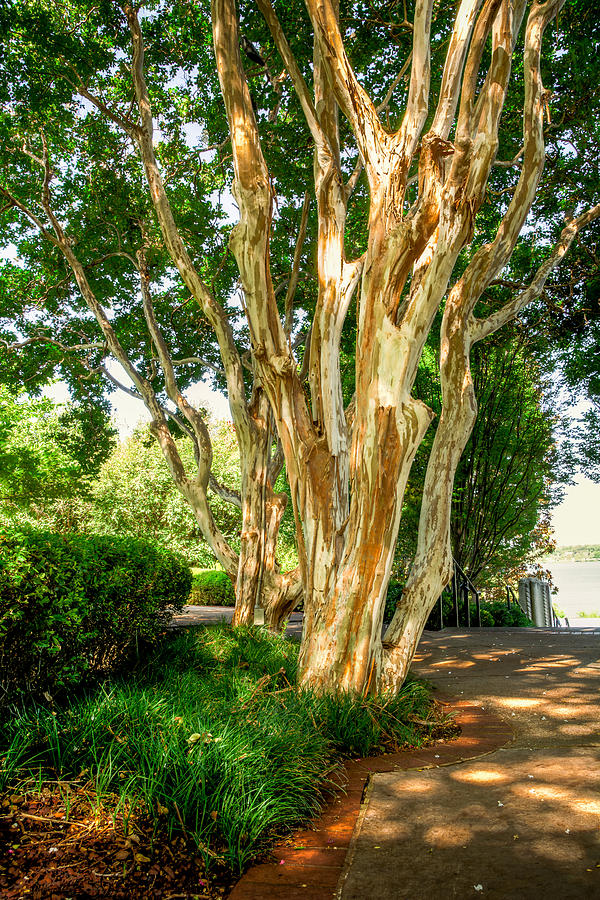 Crepe Myrtle By The Path Photograph