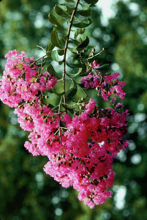 Crepe Myrtle Flowers Photograph by Irene Windridge/science Photo Library