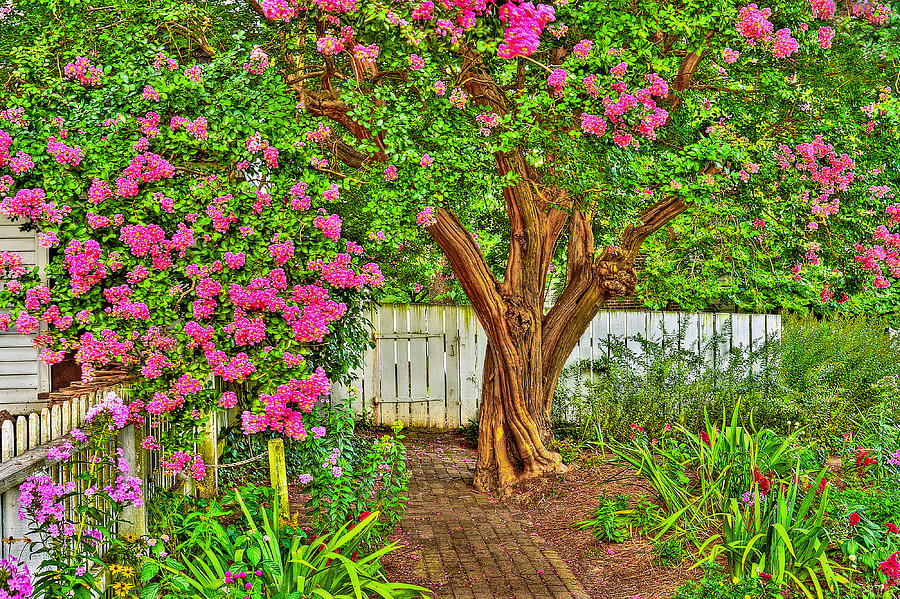 Crepe Myrtle in Wiliamsburg Garden Photograph by Jerry Gammon