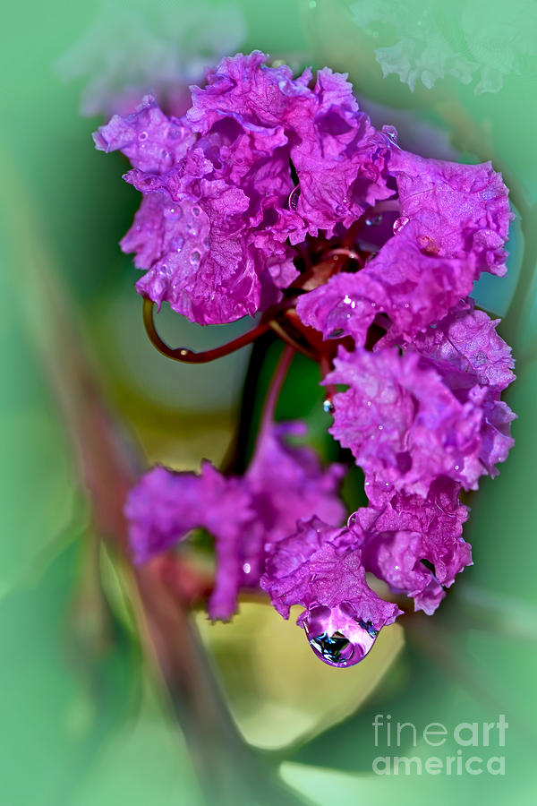 Flower Photograph - Crepe Myrtle with Droplet by Kaye Menner  by Kaye Menner