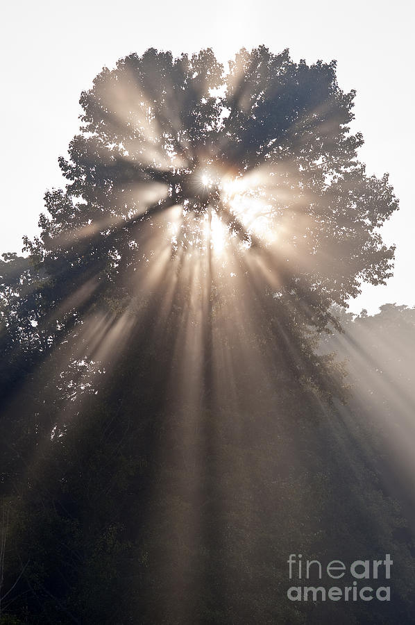Crepuscular rays coming through tree in fog at sunrise Photograph by Jim Corwin