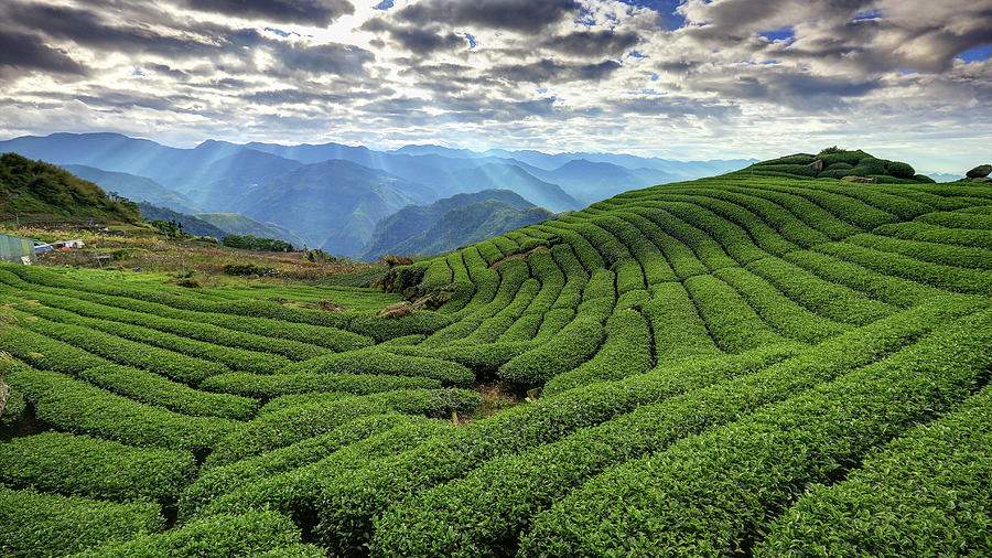 Crepuscular Rays, Tea Gardens Photograph by Chenning.sung @ Taiwan