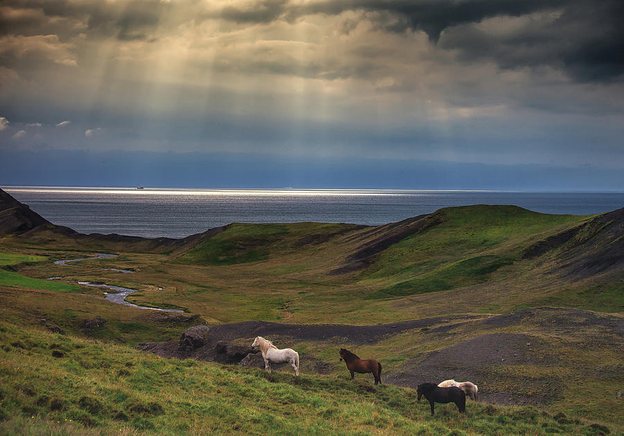 Crepuscular Reys And Icelandic Horses Photograph by Gulli Vals