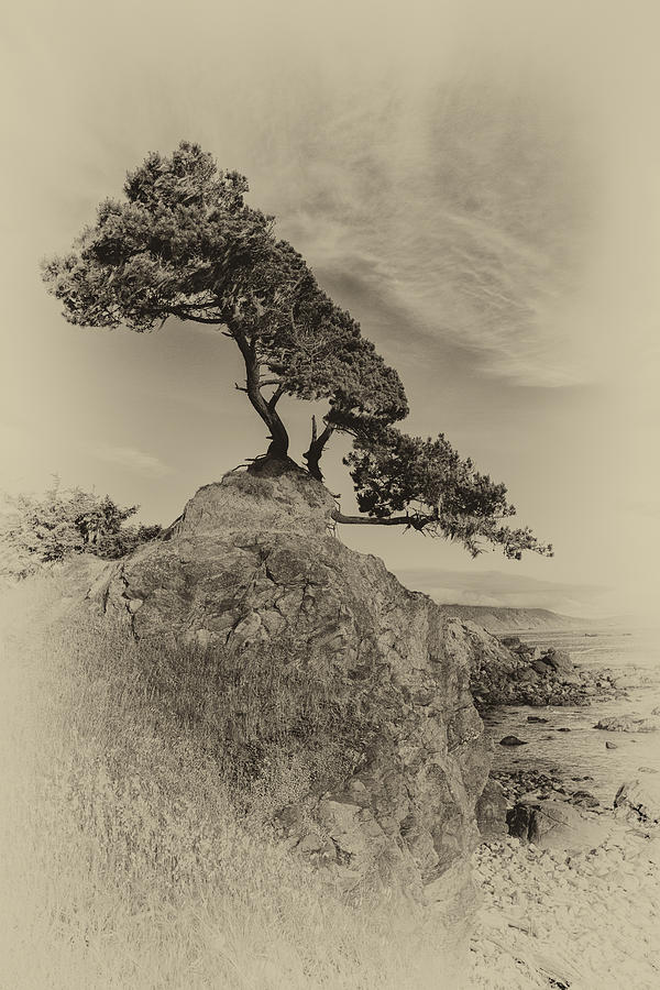Crescent Cypress Photograph by Alan Kepler