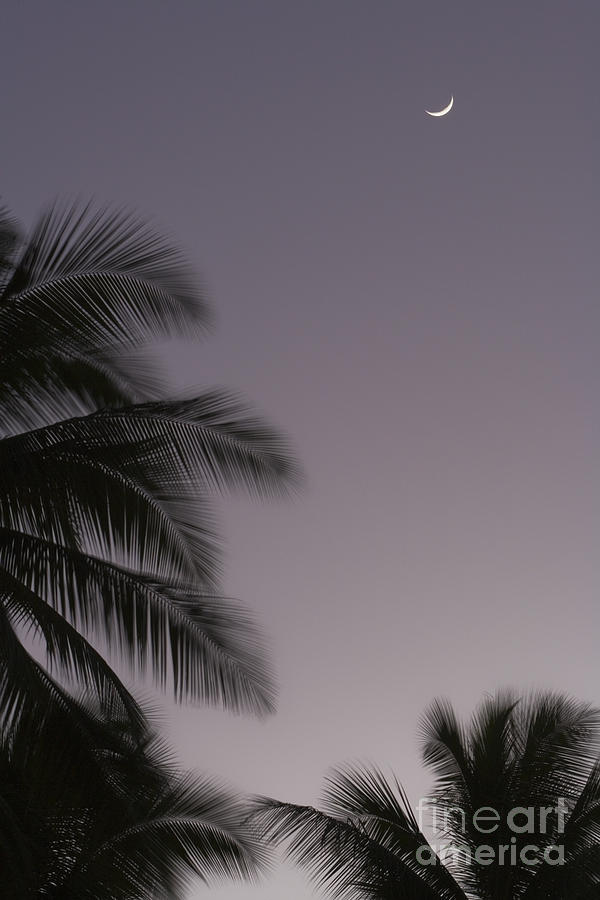 Crescent moon and palms at sunset Photograph by John De Mello - Fine ...