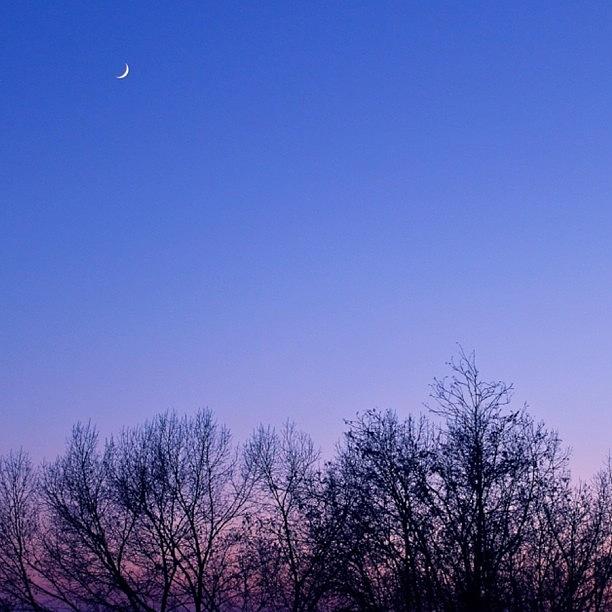 Tree Photograph - Crescent Moon At Twilight  by Justin Connor
