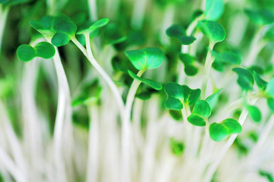 Cress Photograph - Cress Shoots by Gustoimages/science Photo Library