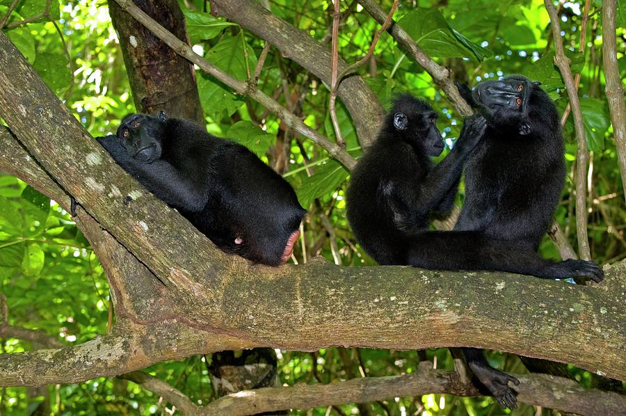 Crested Black Macaques Photograph by Tony Camacho/science Photo Library