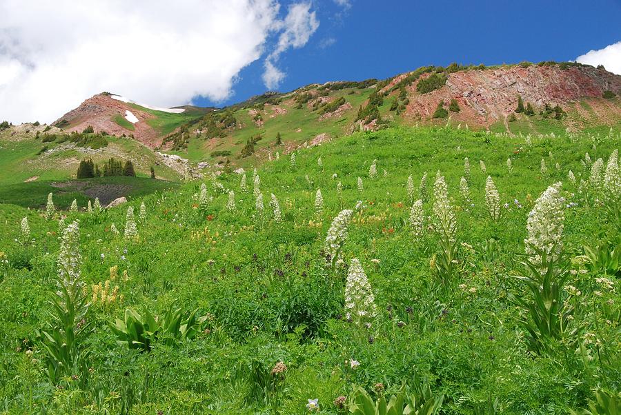 Crested Butte Monument Flower Landscape Photograph by Cascade Colors
