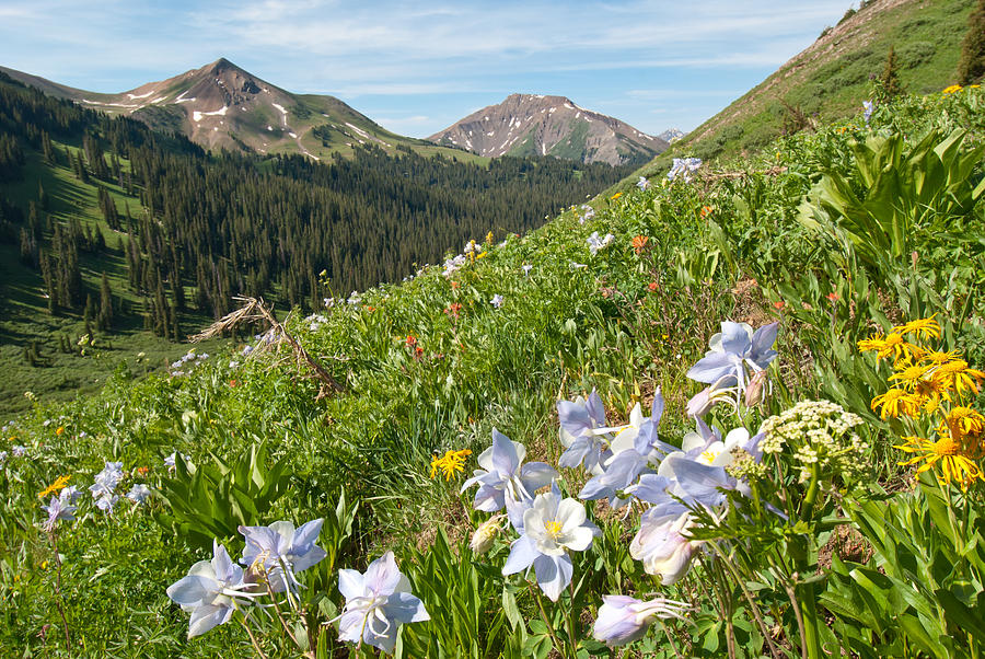Crested Butte Summer Wildflowers And Mountains Photograph