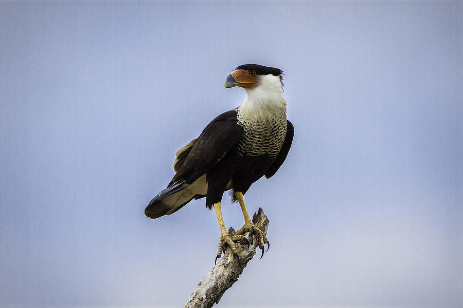 Crested Caracara Photograph by Donald Brown