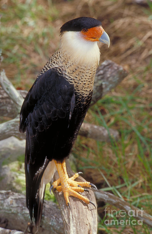 Crested Caracara Photograph by Millard H. Sharp - Pixels