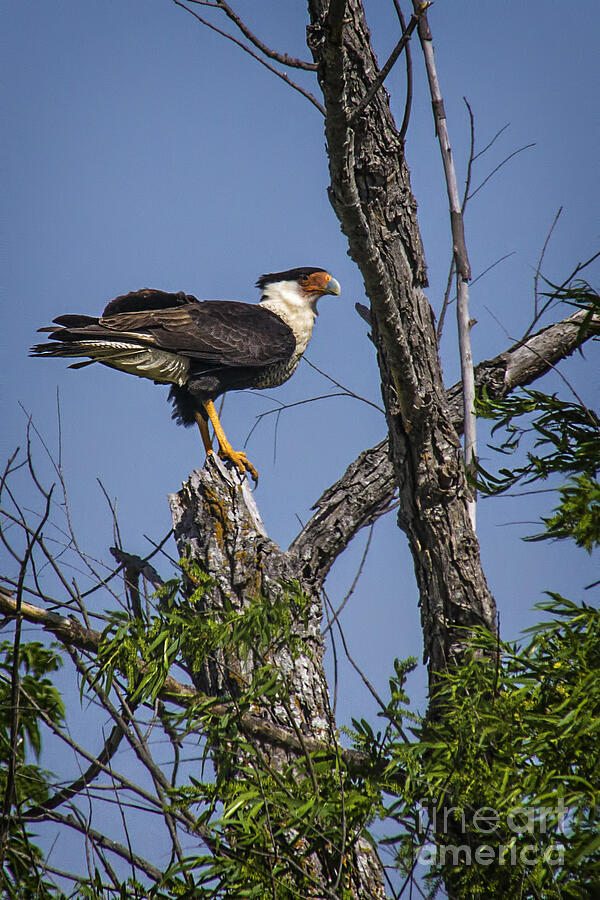Crested Caracara Photograph by Priscilla Burgers