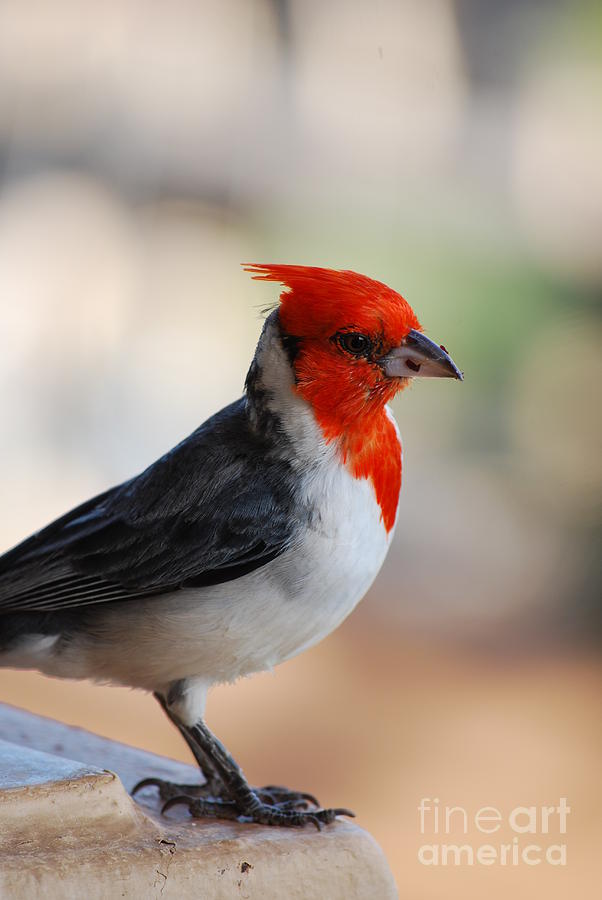 Crested Cardinal Photograph by DejaVu Designs