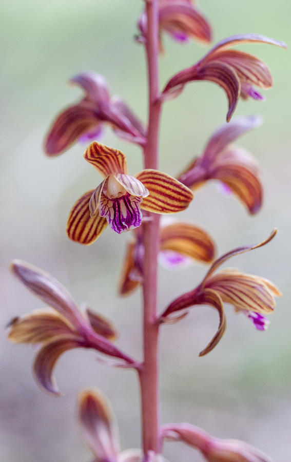 Crested Coral Root Orchid Photograph by Steven Schwartzman