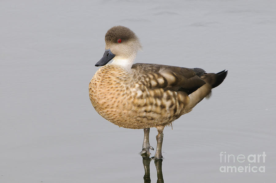 Crested Duck Photograph by John Shaw