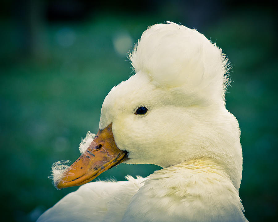 Duck Photograph - Crested Duck by Priya Ghose