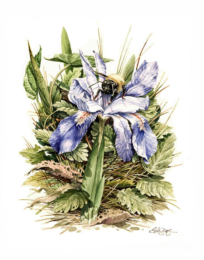 Crested Dwarf Iris Painting by Bob  George