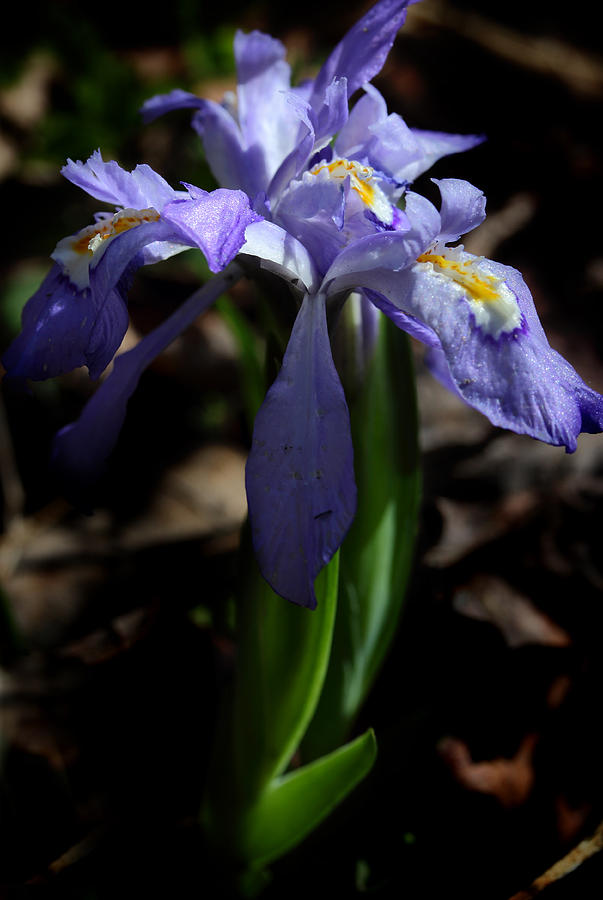 Crested Dwarf Iris Photograph by Michael Eingle
