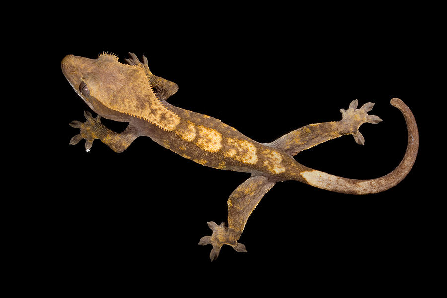 Crested Gecko Correlophus Ciliatus Photograph by David Kenny
