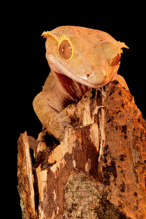 Nature Photograph - Crested Gecko, Rhacodactylus Ciliatus by David Northcott