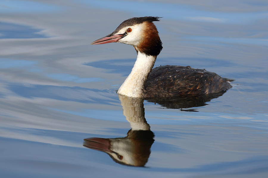 Crested Grebe Photograph by Grant Glendinning