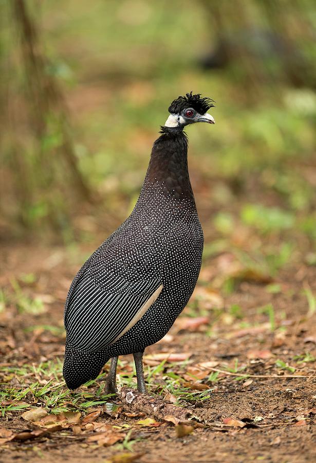 Crested Guinea Fowl Photograph by Tony Camacho - Fine Art America