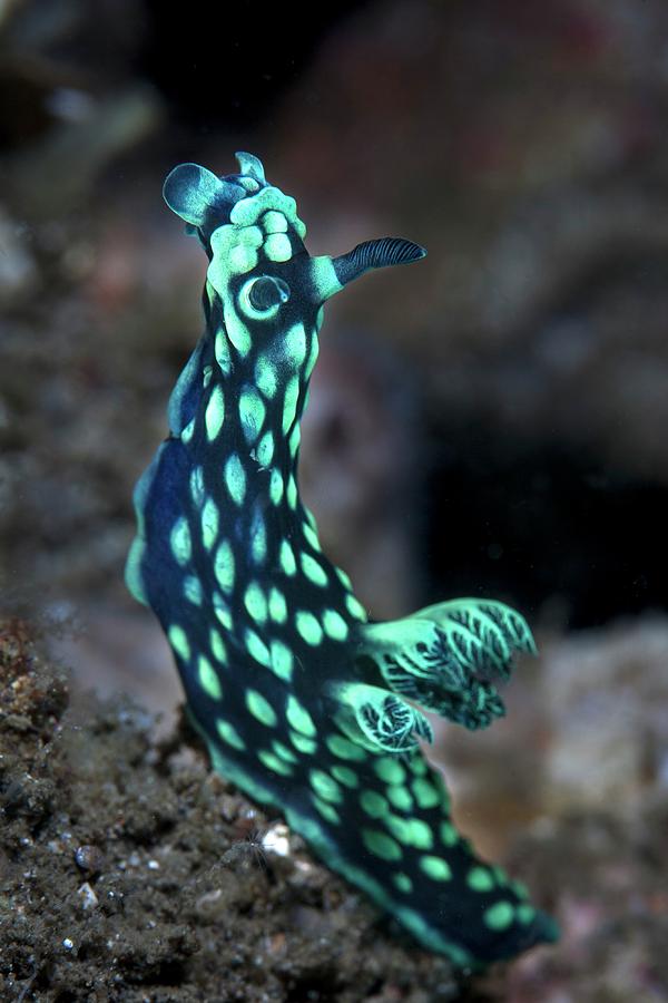 Nature Photograph - Crested Nudibranch by Ethan Daniels