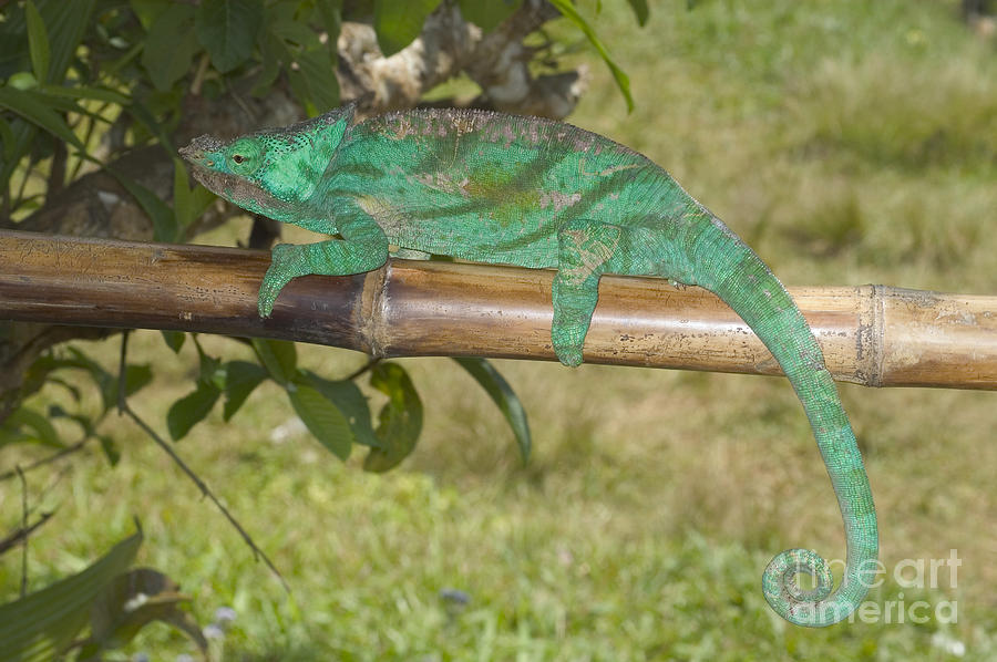 Crested Parsons Chameleon Photograph by Greg Dimijian