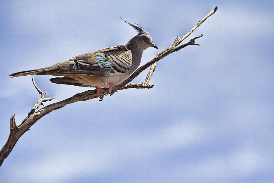 Crested Pigeon Photograph by Douglas Barnard