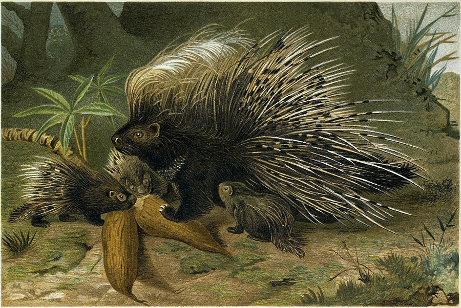 african porcupine drawing