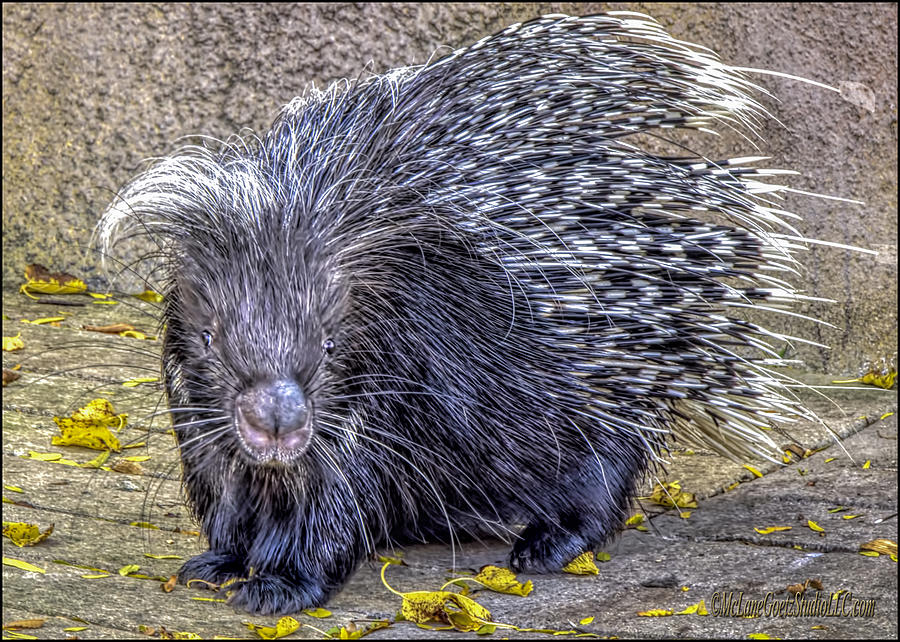 Crested Porcupine Photograph by LeeAnn McLaneGoetz McLaneGoetzStudioLLCcom